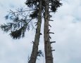 Pro zajištění lepší manipulace obsluhy s řeznými nástroji na stromě, byly pahýly větví využity jako nášlapníky