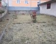Ještě jeden pohled na zmulčovaný původní porost