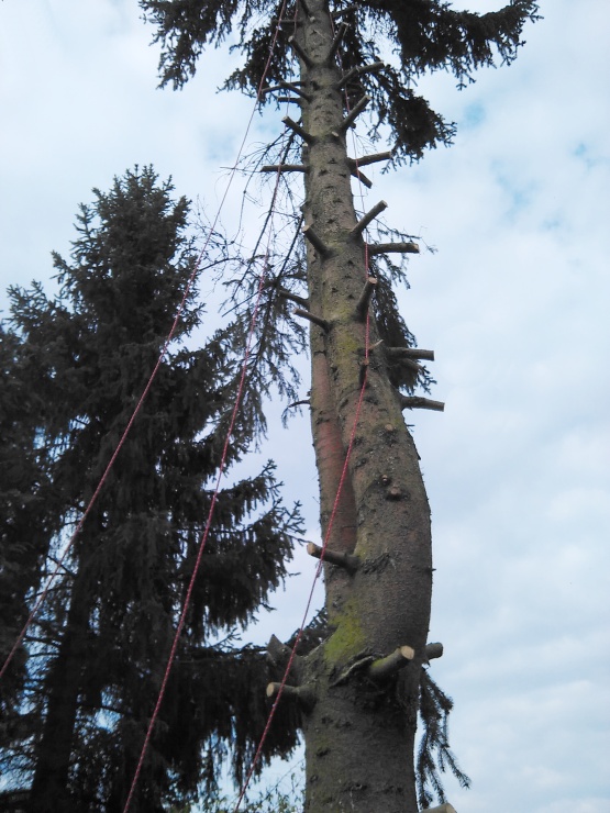 Detailní pohled na již částečně odvětvený strom