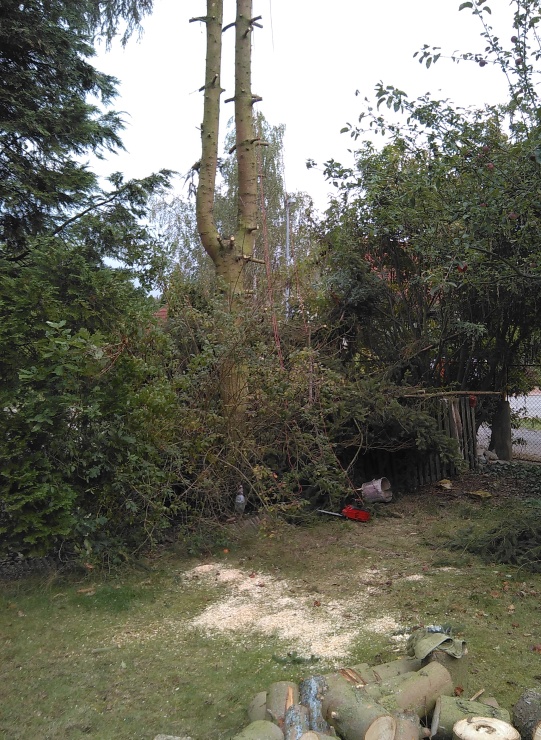 Jehličnan je již odvětvený a snížený cca. o třetinu své délky