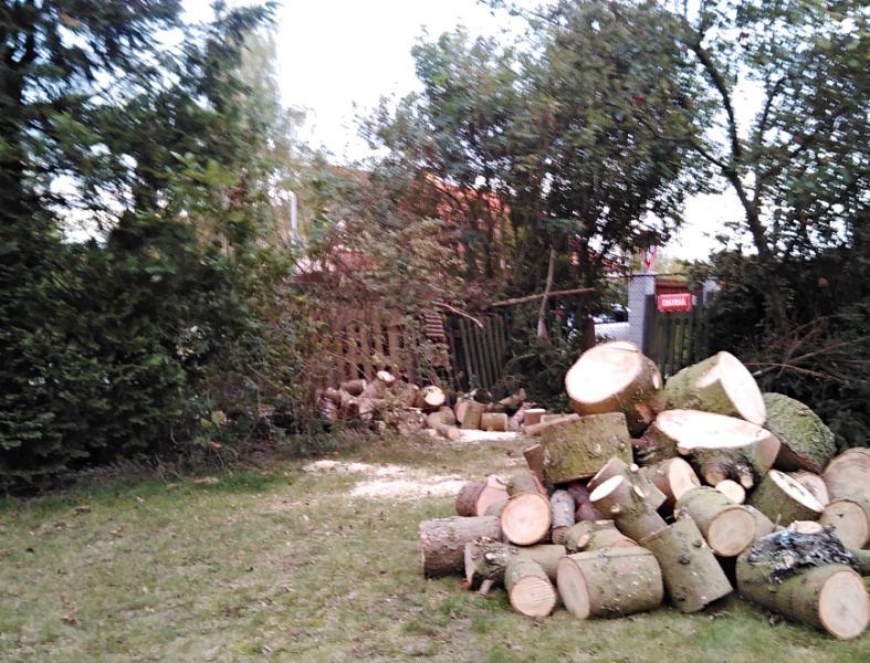Pokácený jehličnan 2 v 1 :-)