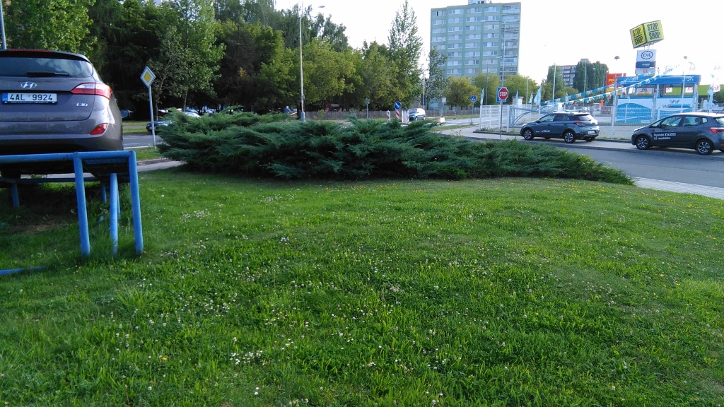 Pozemek před likvidací okrasné dřeviny
