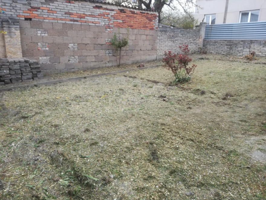 Zahrada po zmulčování původního porostu, keřové růže jsou zachovány