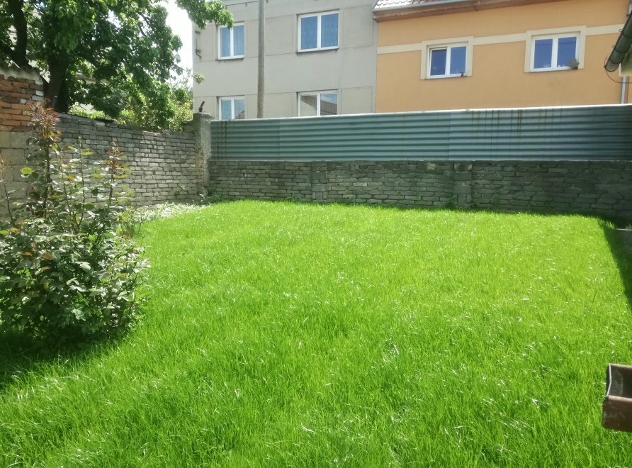 Trávník zhruba měsíc po výsevu před první sečí